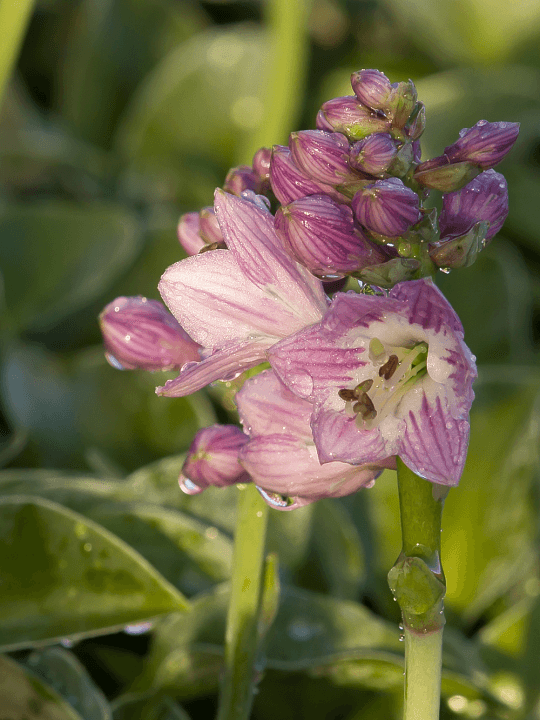 Hosta Blue Mouse Ears